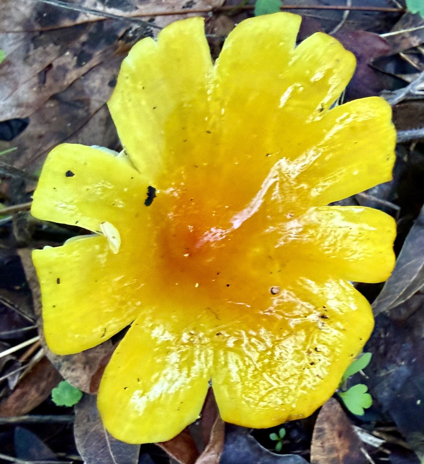 Hygrophore pointu (Hygrocybe acutoconica)