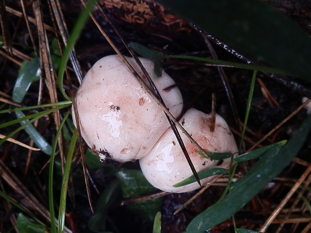 Hygrophore pudibond (Hygrophorus pudorinus)