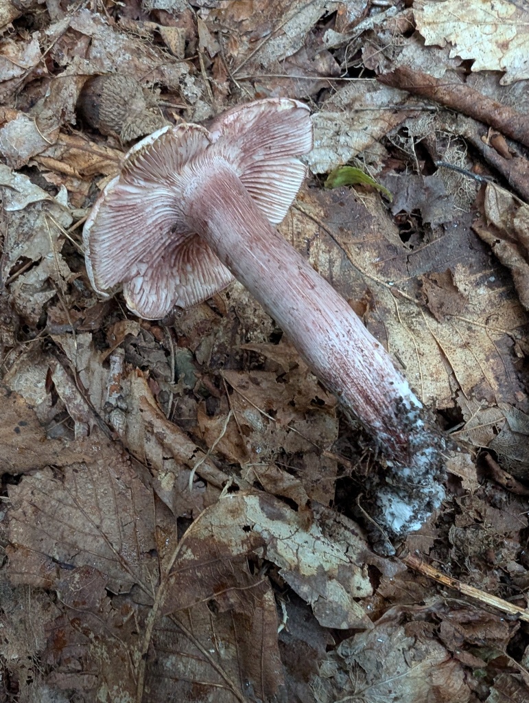 Hygrophore russule (Hygrophorus russula)