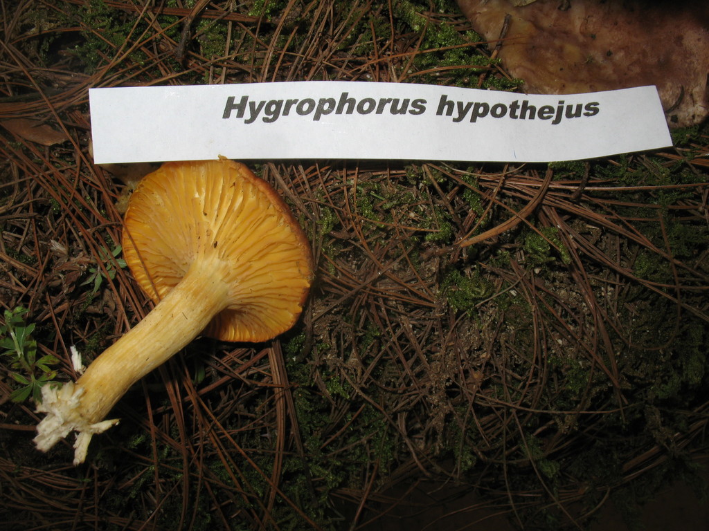 Hygrophore tardif (Hygrophorus hypothejus)