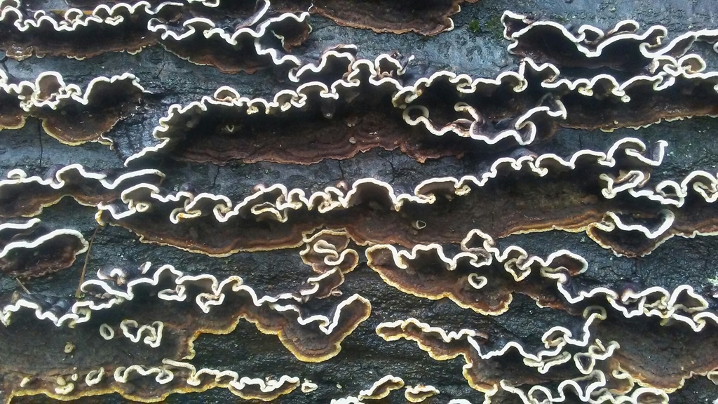 Hymenochète rouillé (Hymenochaete rubiginosa)