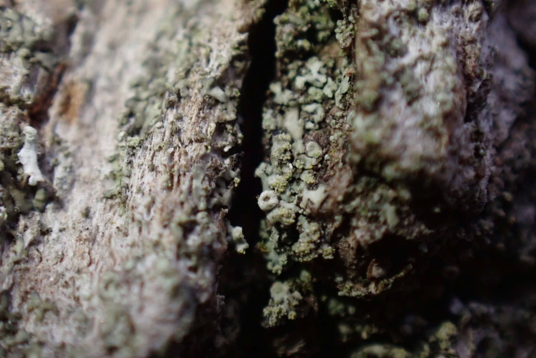 Hyperphyscie collante (Hyperphyscia adglutinata)