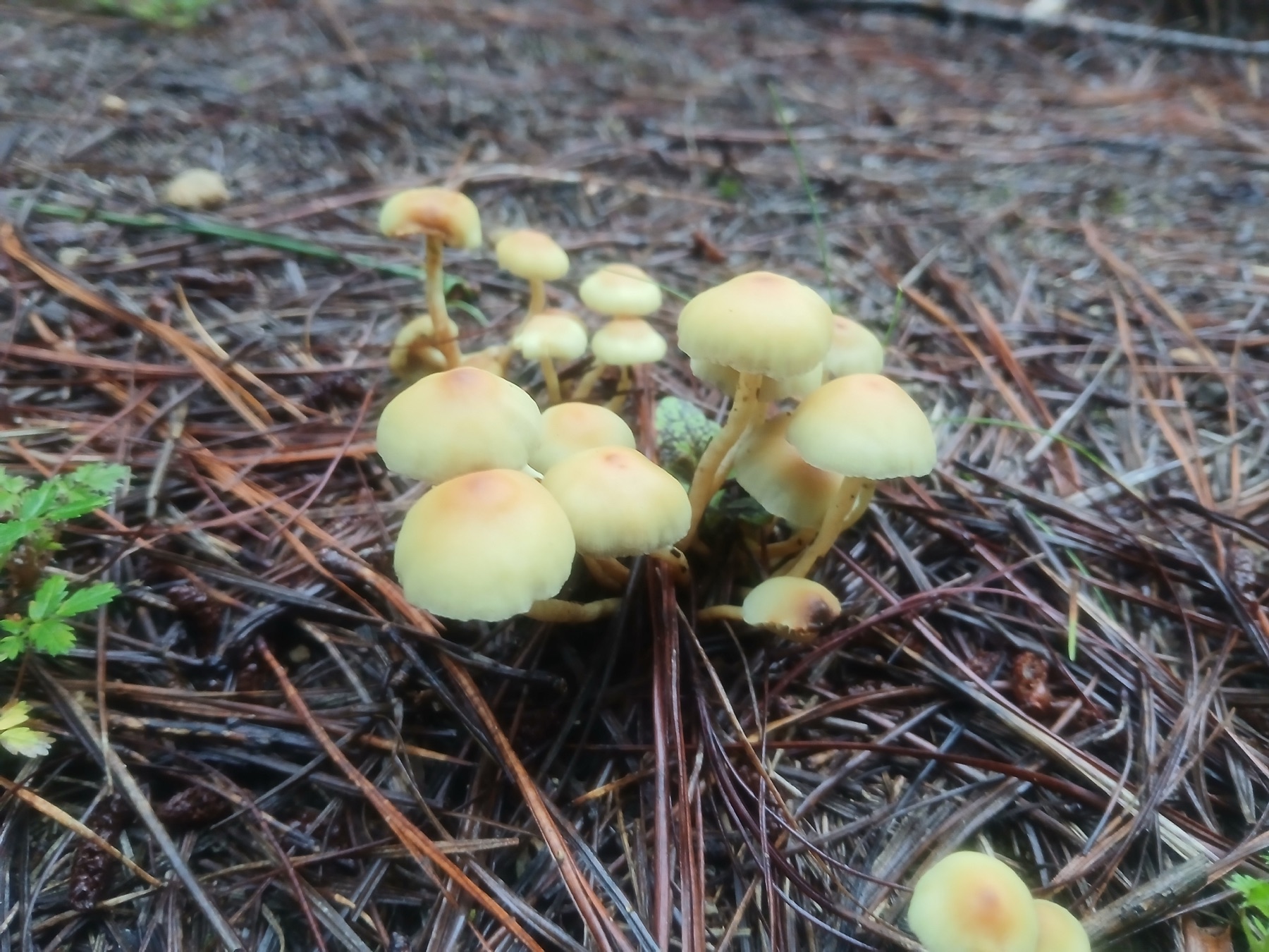 Hypholoma acutum (Hypholoma acutum)
