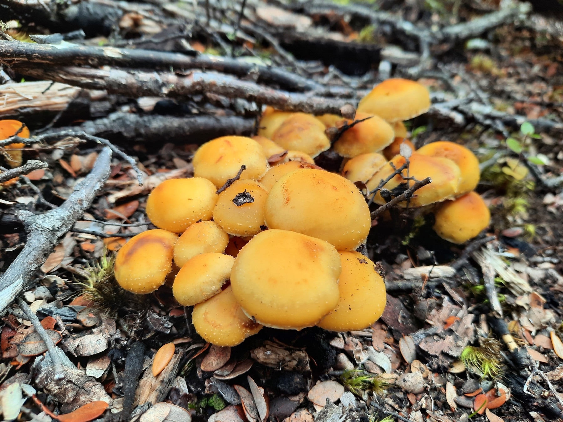 Hypholoma australianum (Hypholoma australianum)