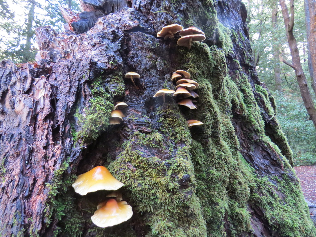 Hypholome à lames enfumées (Hypholoma capnoides)