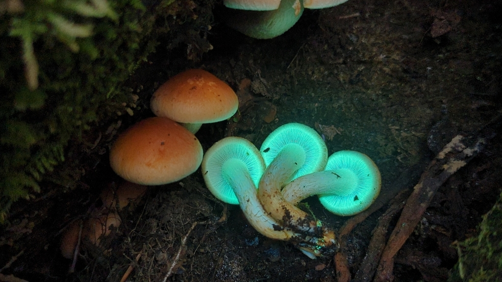 Hypholome couleur de brique (Hypholoma lateritium)