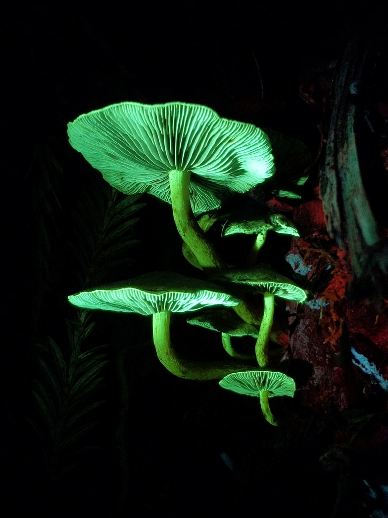 Hypholome en touffe (Hypholoma fasciculare)