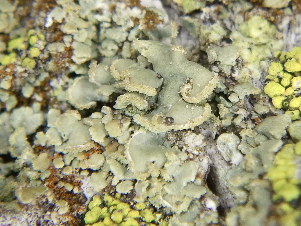 Hypocénomyce en échelle (Hypocenomyce scalaris)