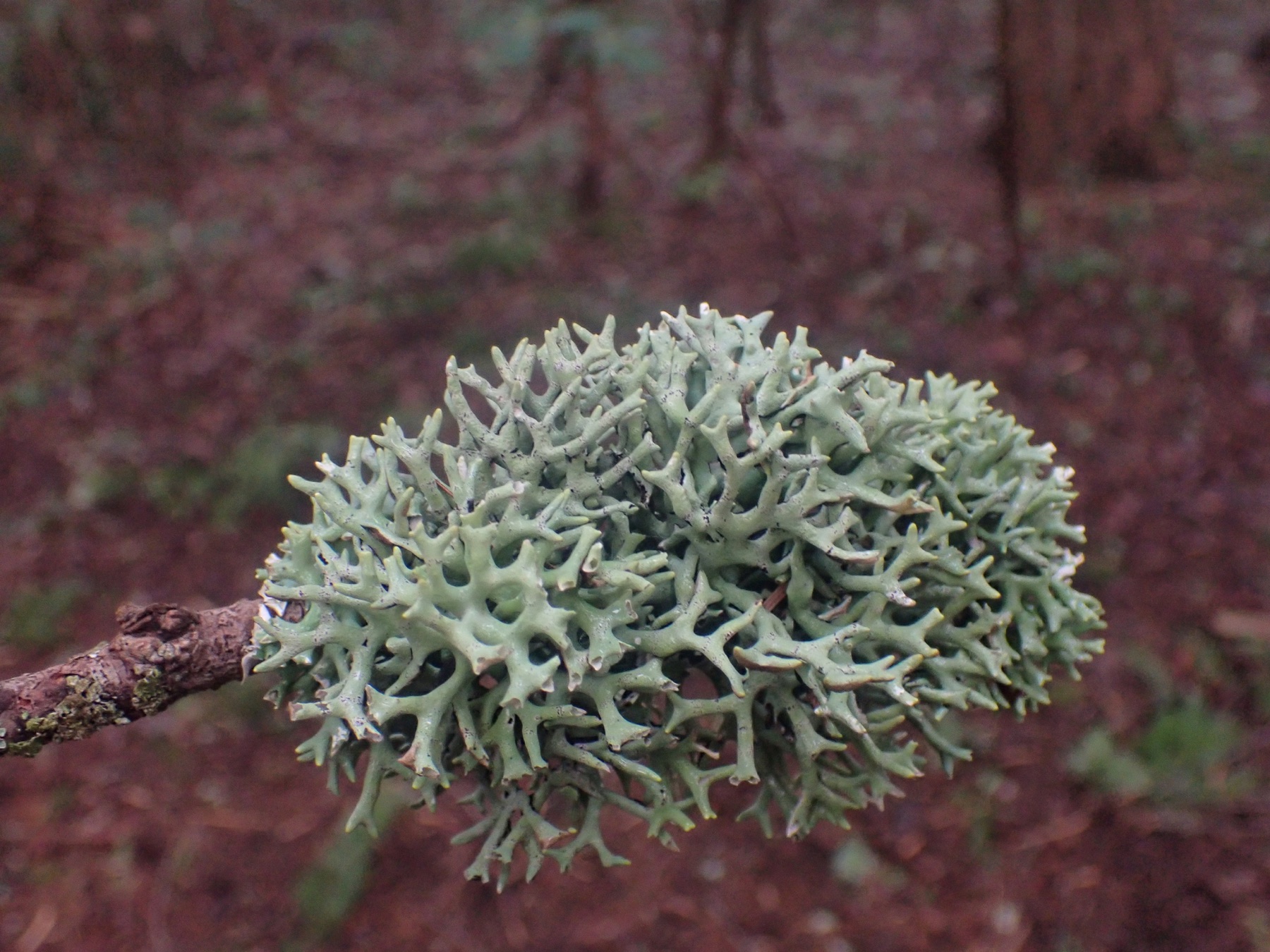 Hypogymnia imshaugii (Hypogymnia imshaugii)