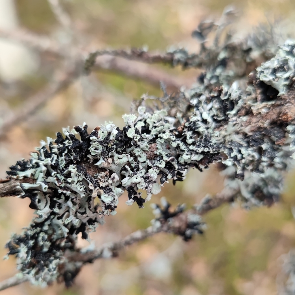 Hypogymnie enflée (Hypogymnia physodes)