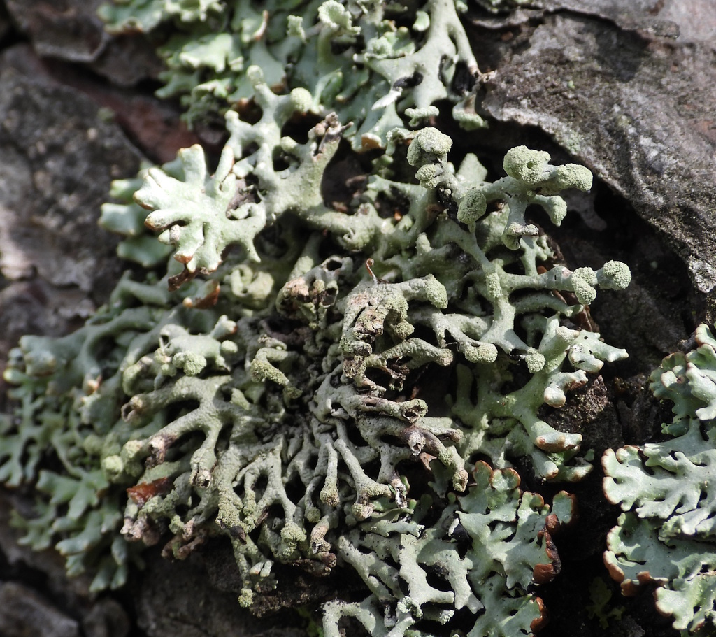 Hypogymnie tubuleuse (Hypogymnia tubulosa)
