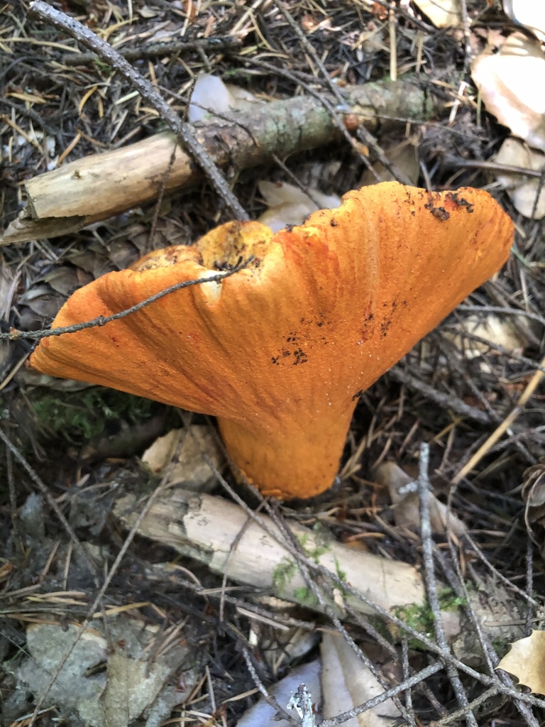 Hypomyces homard (Hypomyces lactifluorum)