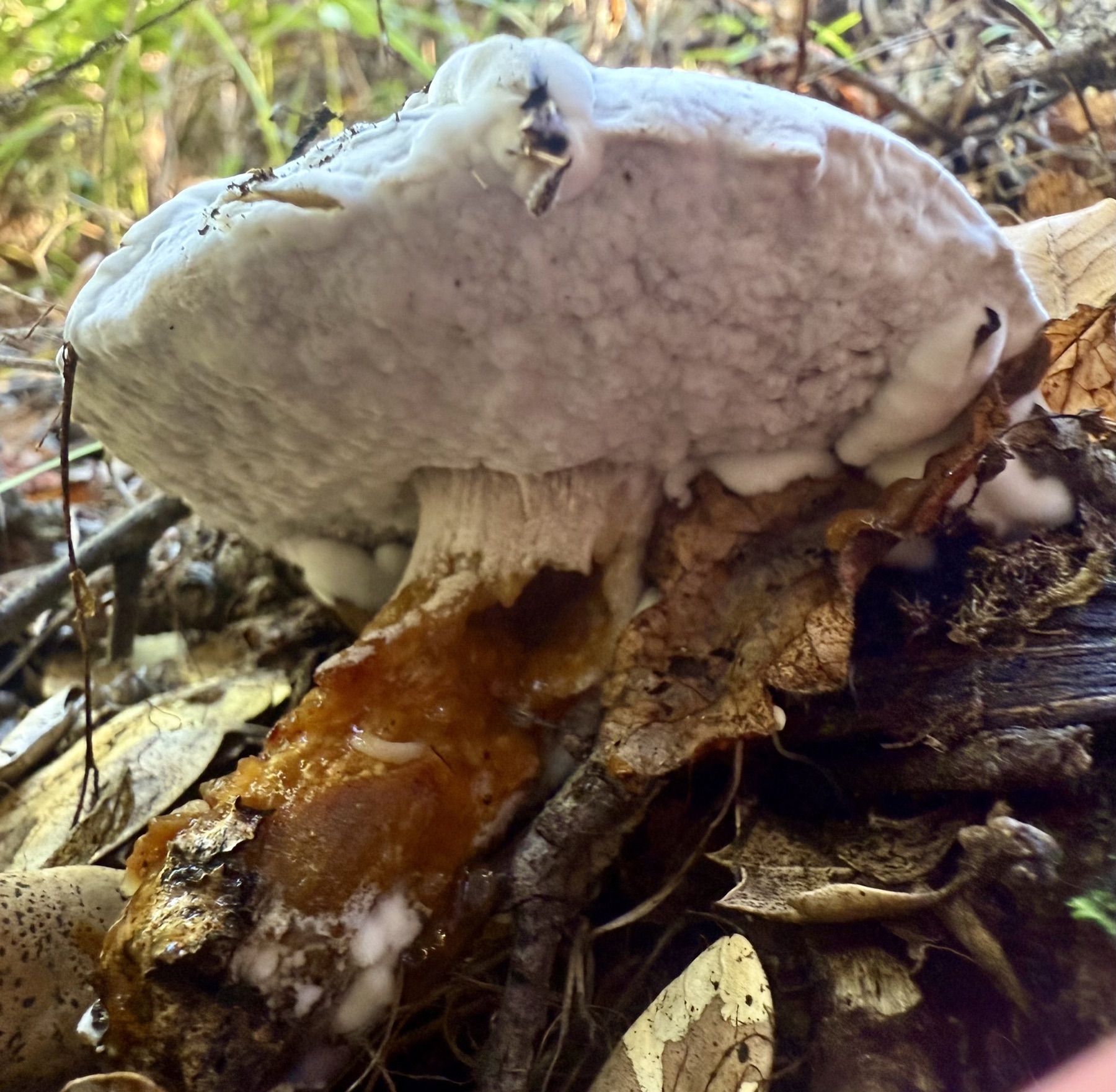Hypomyces microspermus (Hypomyces microspermus)