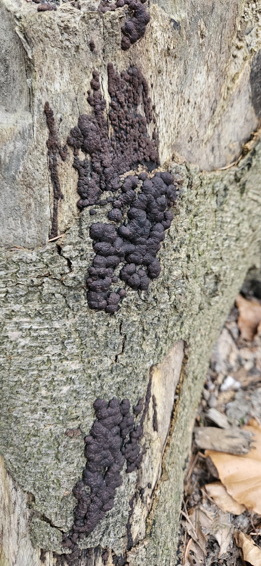 Hypoxyle cohérent (Jackrogersella cohaerens)