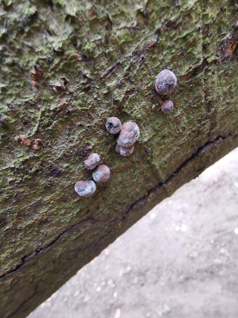 Hypoxylon du hêtre (Hypoxylon fragiforme)