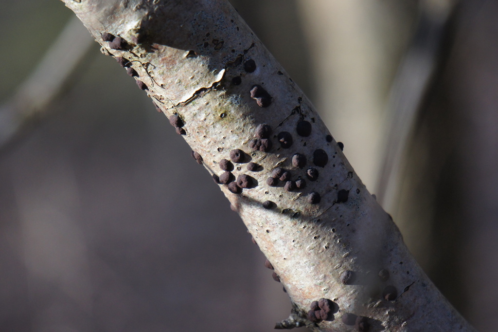 Hypoxylon fuscum (Hypoxylon fuscum)