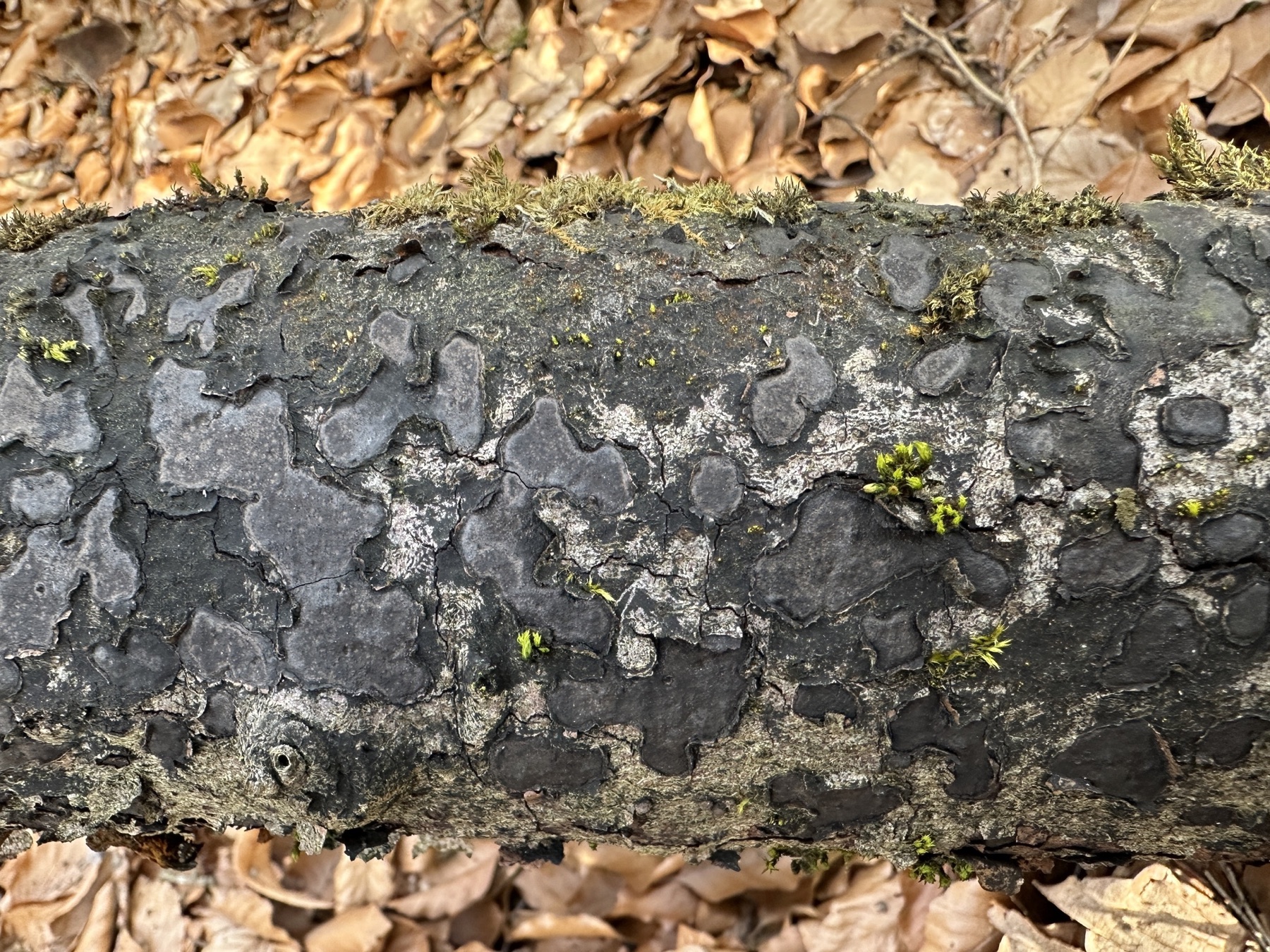 Hypoxylon nummulaire (Biscogniauxia nummularia)