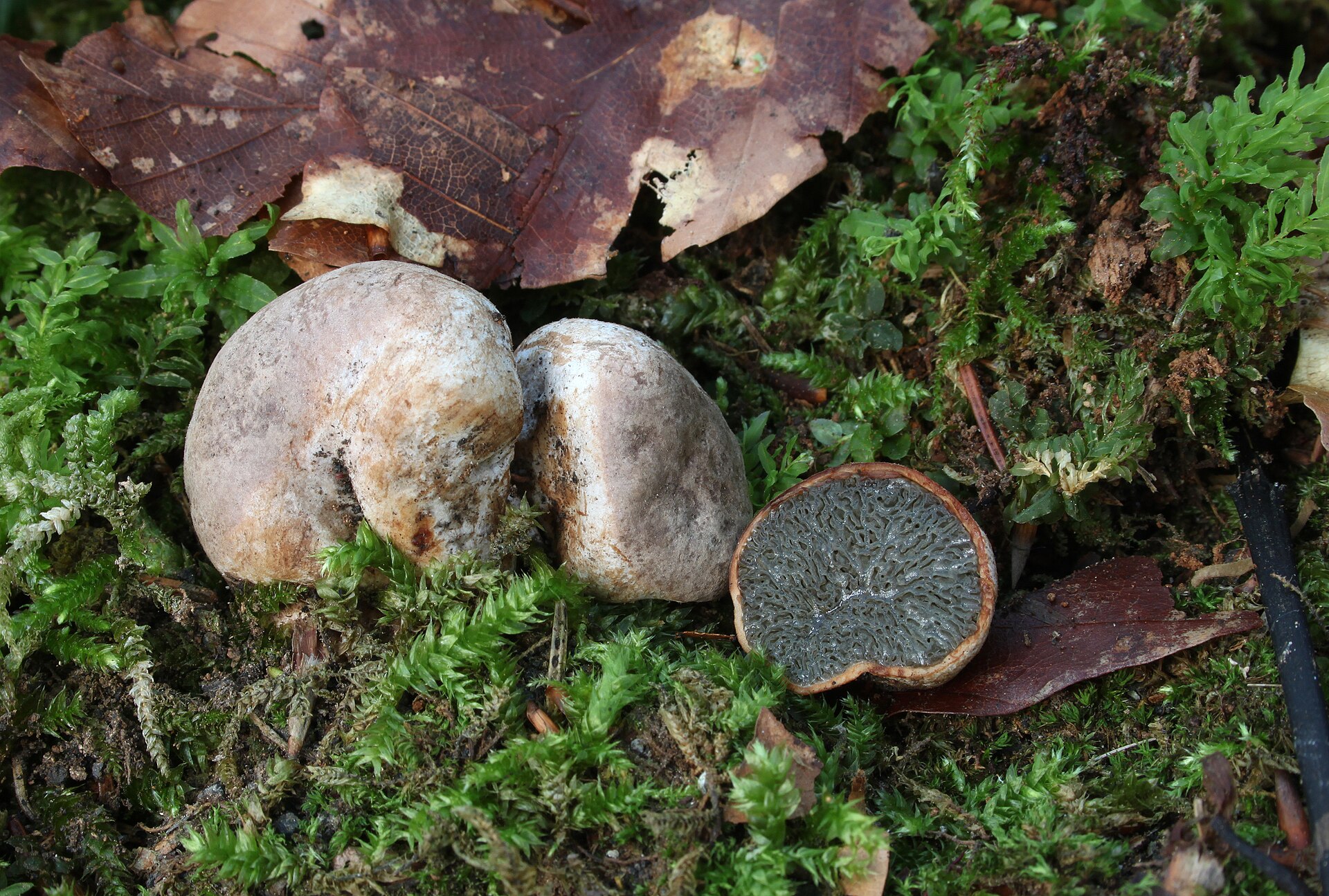 Hysterangium stolonifère (Hysterangium stoloniferum)