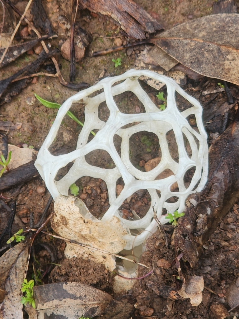 Ileodictyon gracile (Ileodictyon gracile)