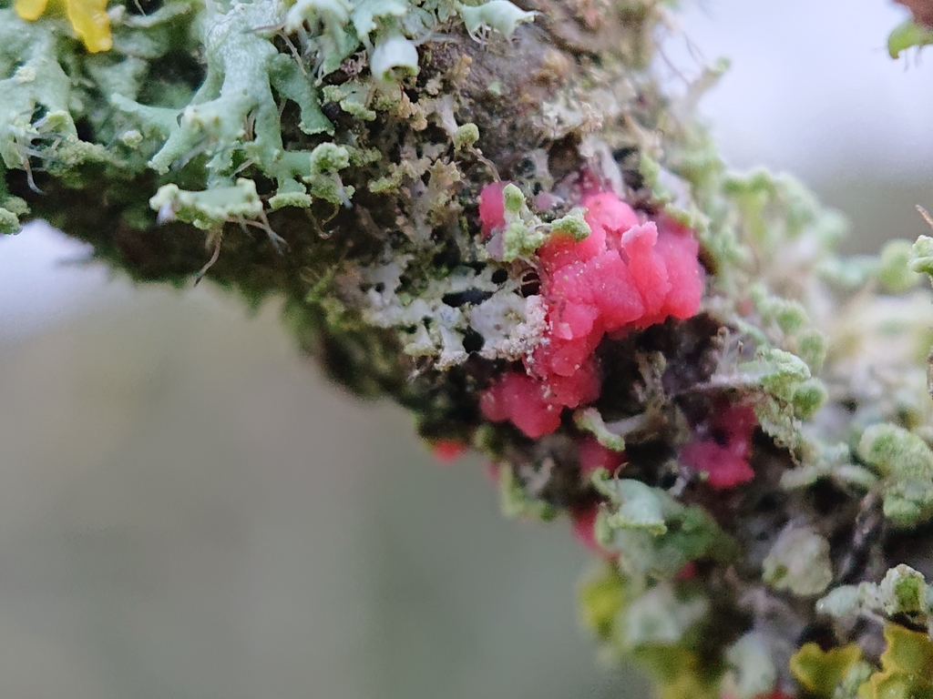 Illosporiopse de Christiansen (Illosporiopsis christiansenii)
