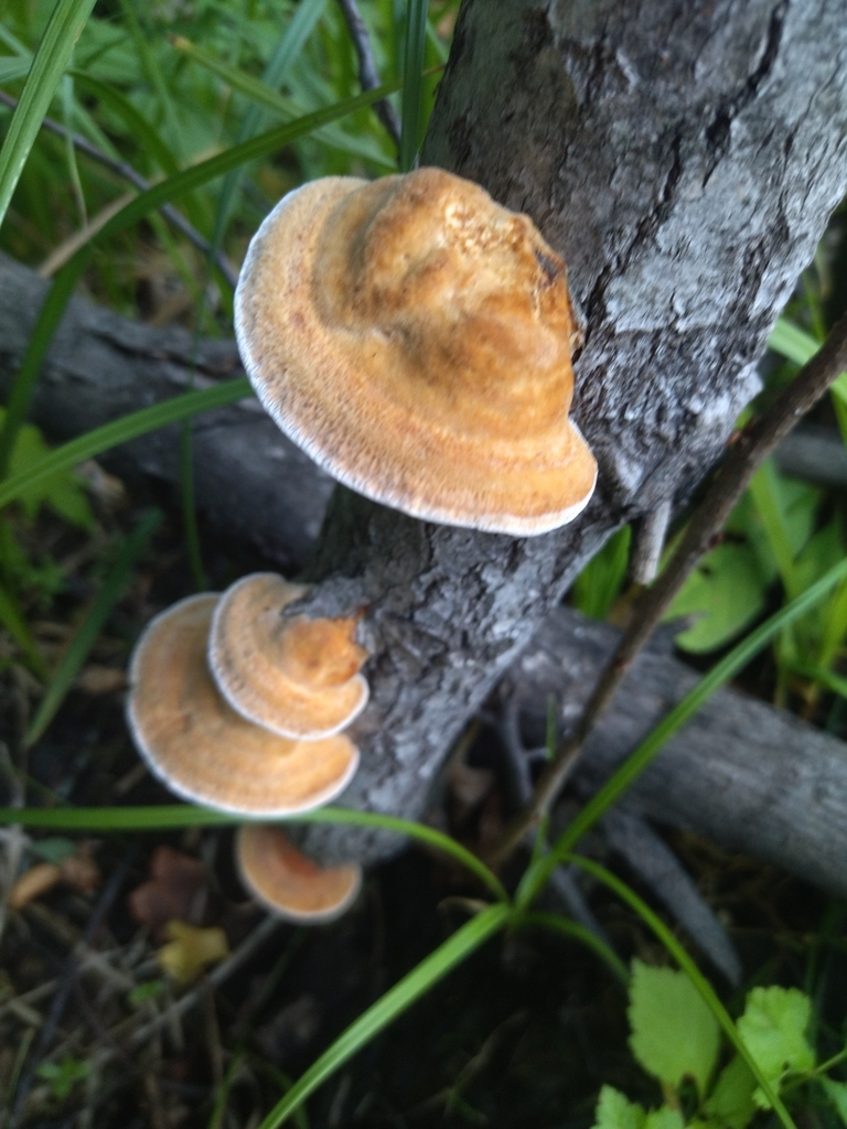 Inocutis du tremble (Inocutis rheades)