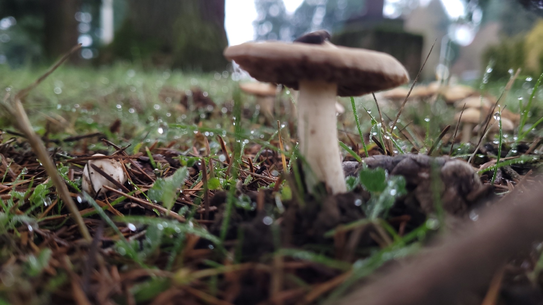 Inocybe terreux (Inocybe geophylla)