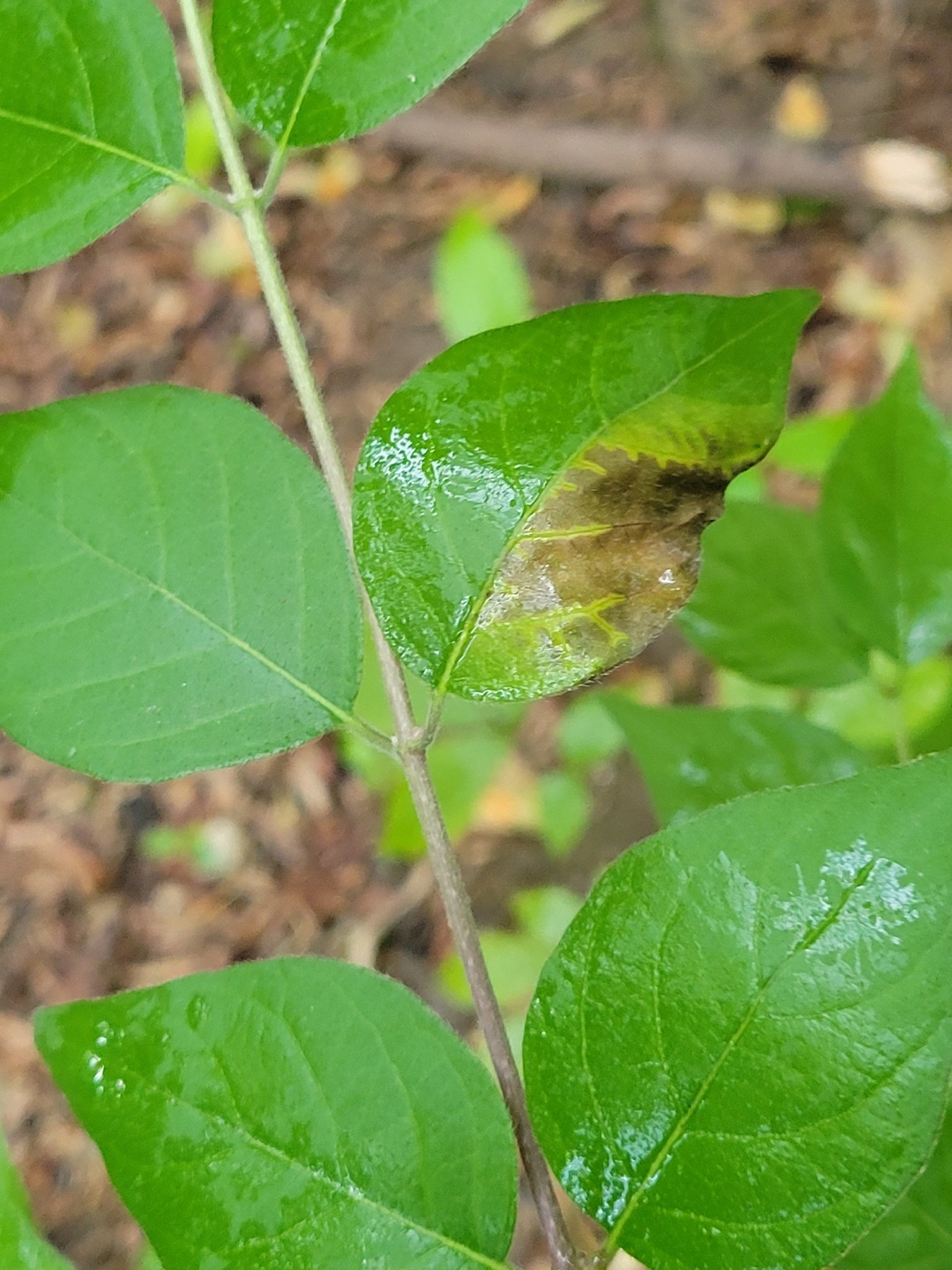 Insolibasidium deformans (Insolibasidium deformans)