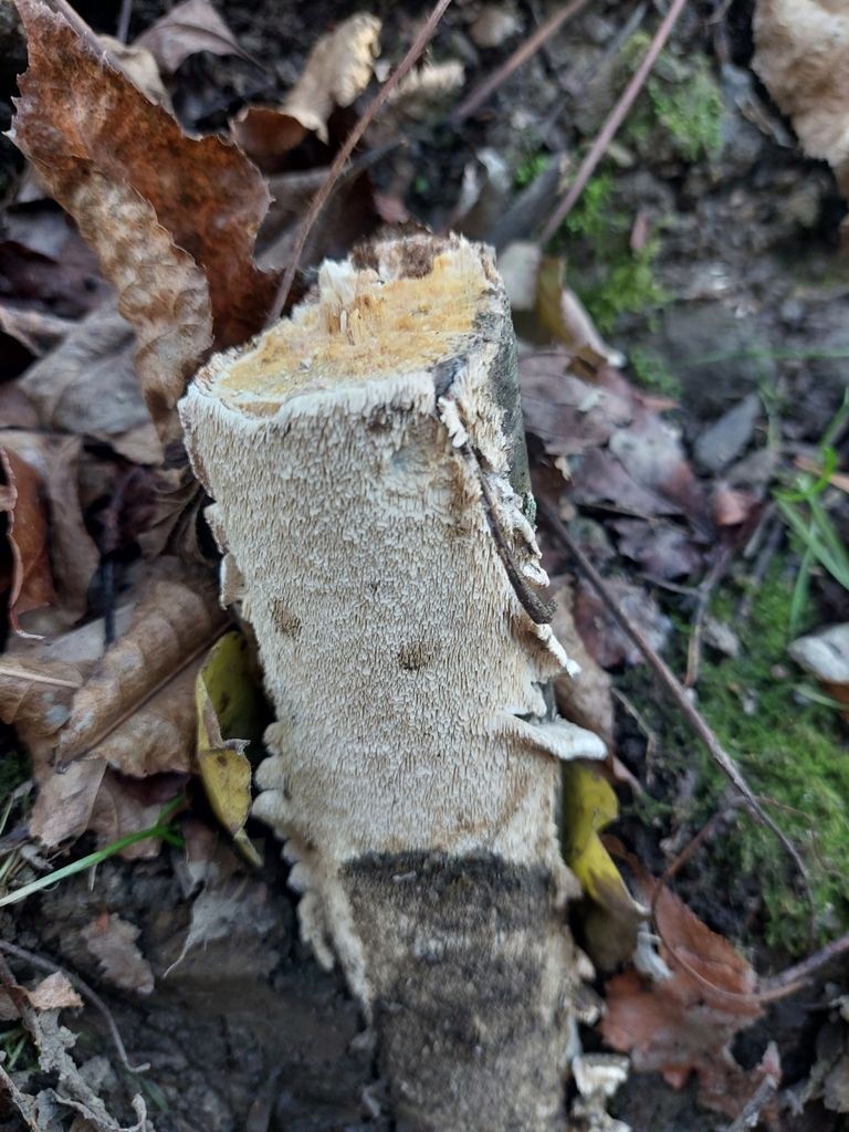 Irpex blanc de lait (Irpex lacteus)