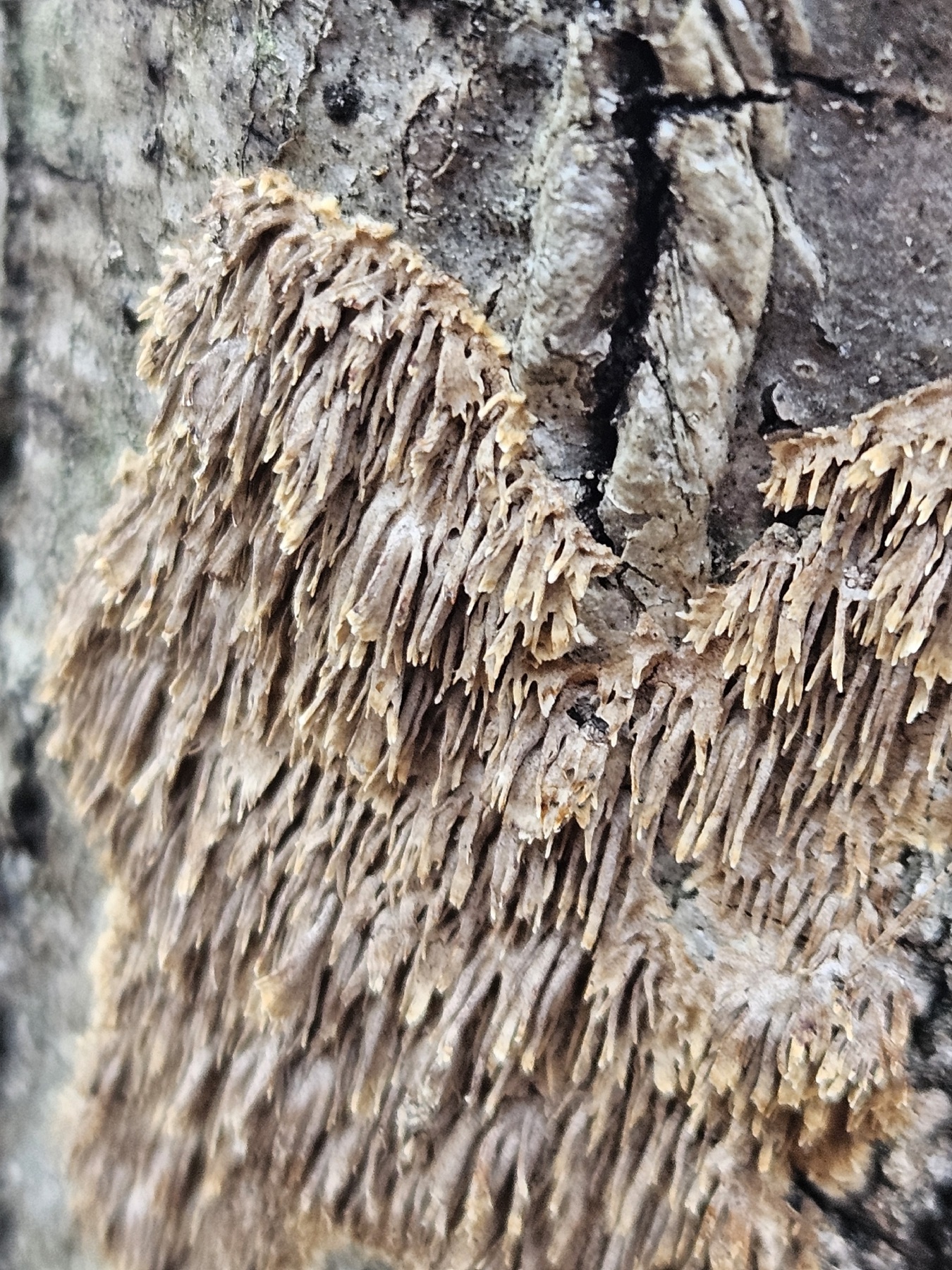 Irpex olivâtre (Hydnoporia olivacea)