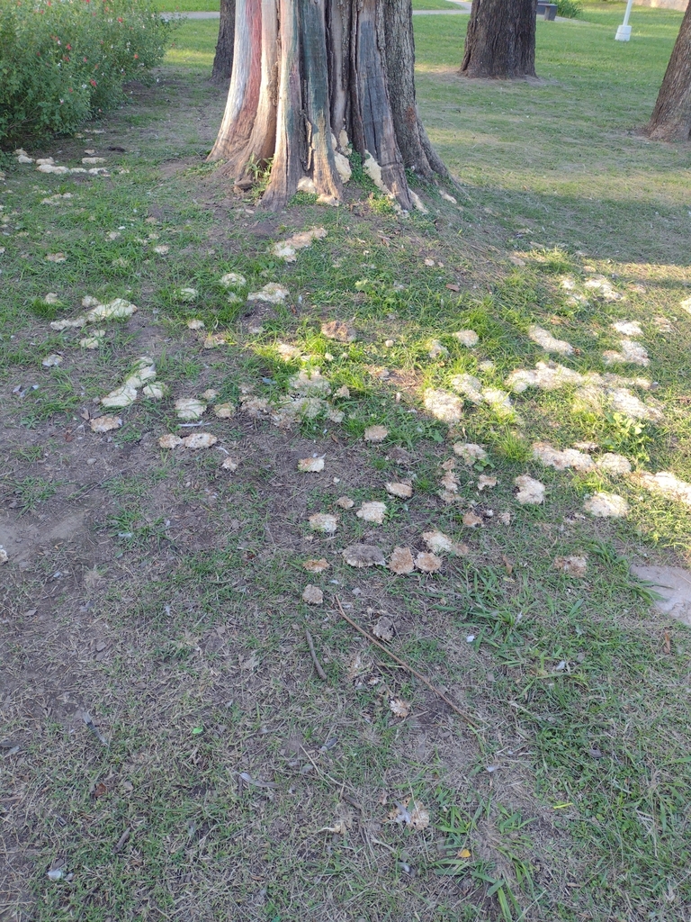 Irpex rosettiformis (Irpex rosettiformis)