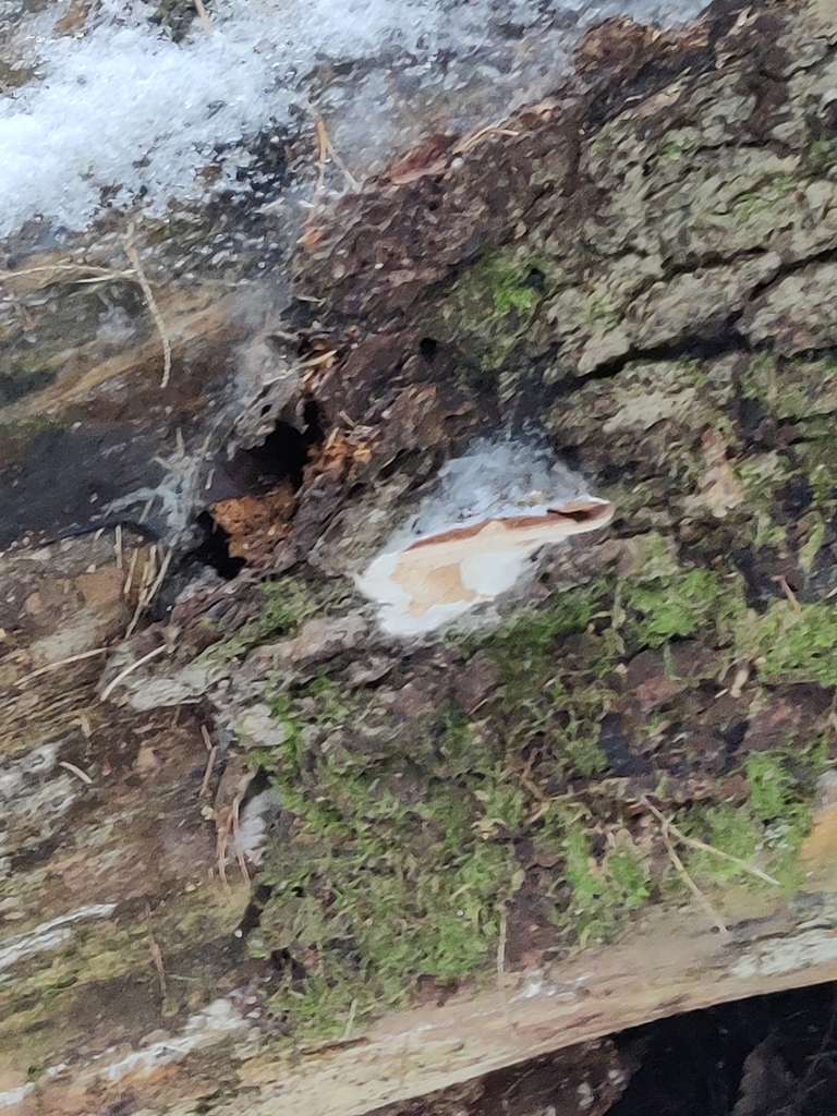 Ischnoderme résineux (Ischnoderma benzoinum)