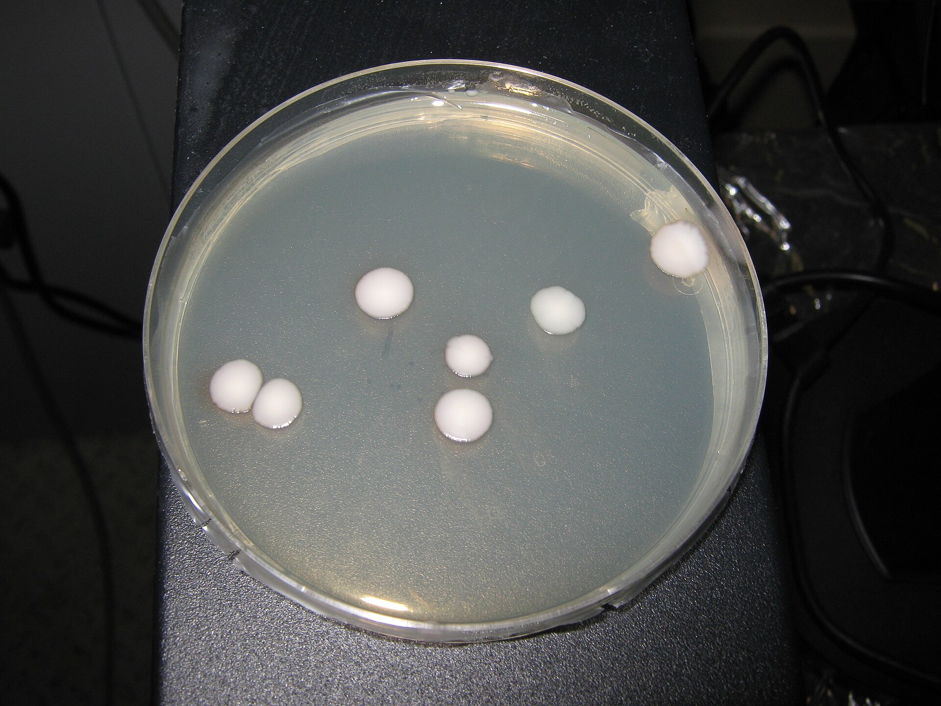 Kluyveromyces du lait (Kluyveromyces marxianus)