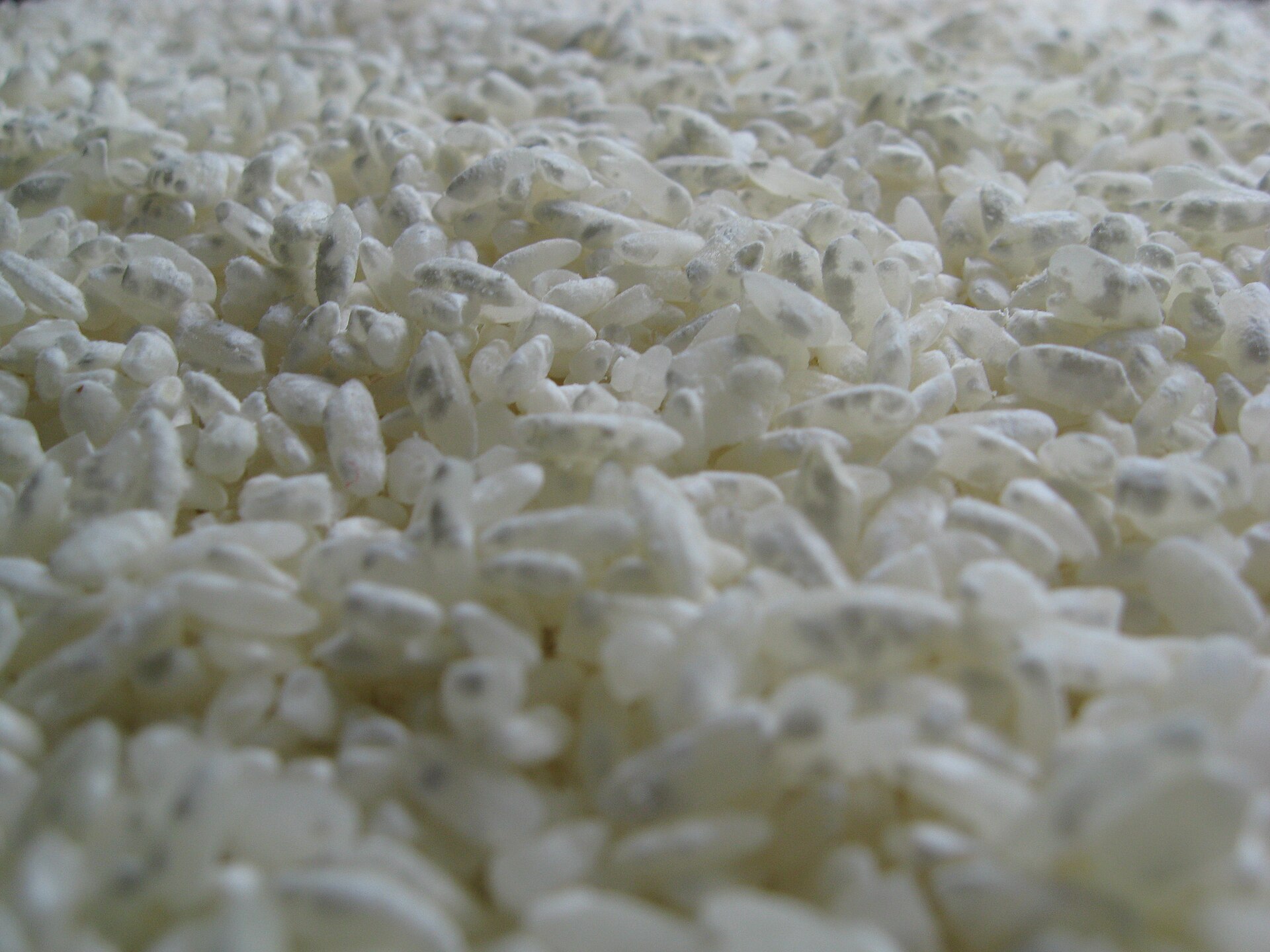 Kōji (Aspergillus oryzae)