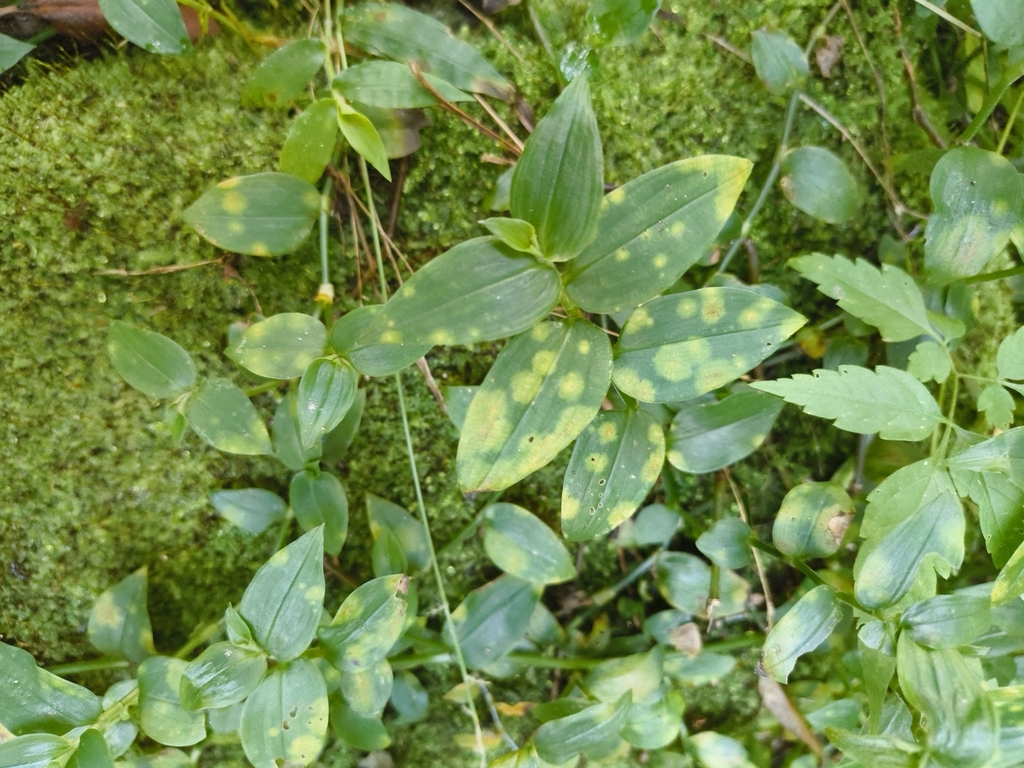 Kordyana brasiliensis (Kordyana brasiliensis)