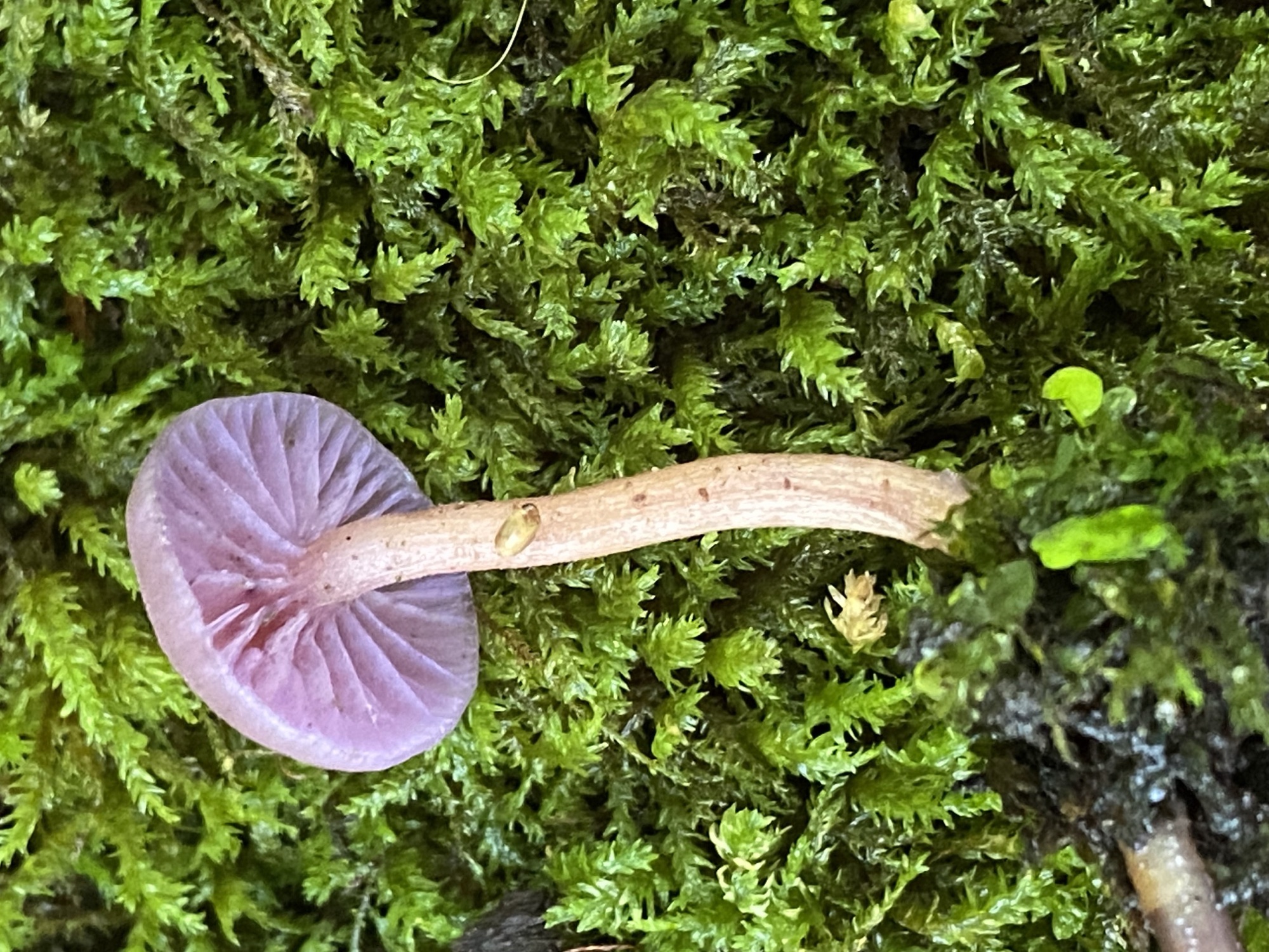 Laccaire améthyste (Laccaria amethystina)