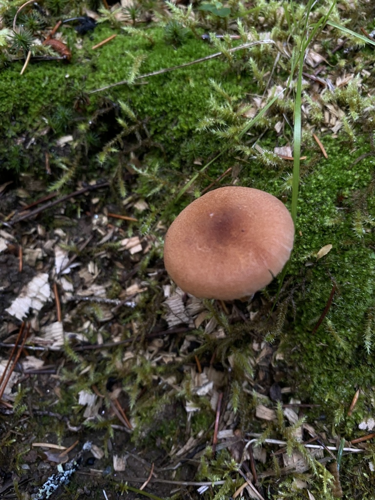 Laccaire bicolore (Laccaria bicolor)