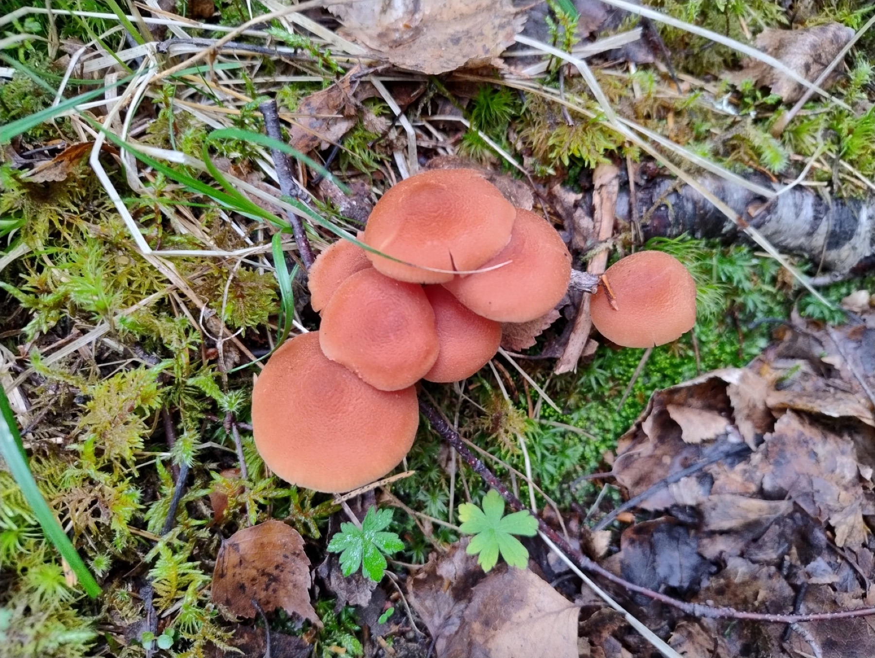 Laccaire de Moeller (Laccaria proxima)