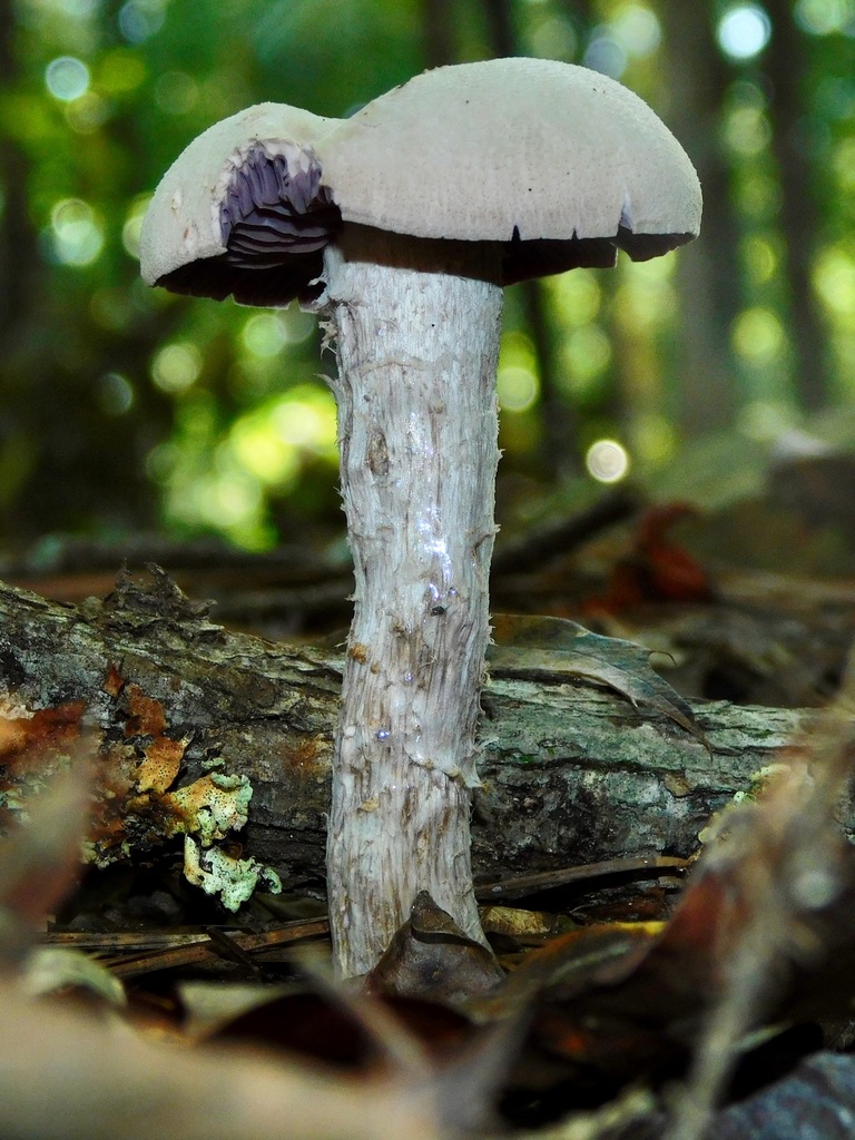 Laccaire ocre pourpré (Laccaria ochropurpurea)