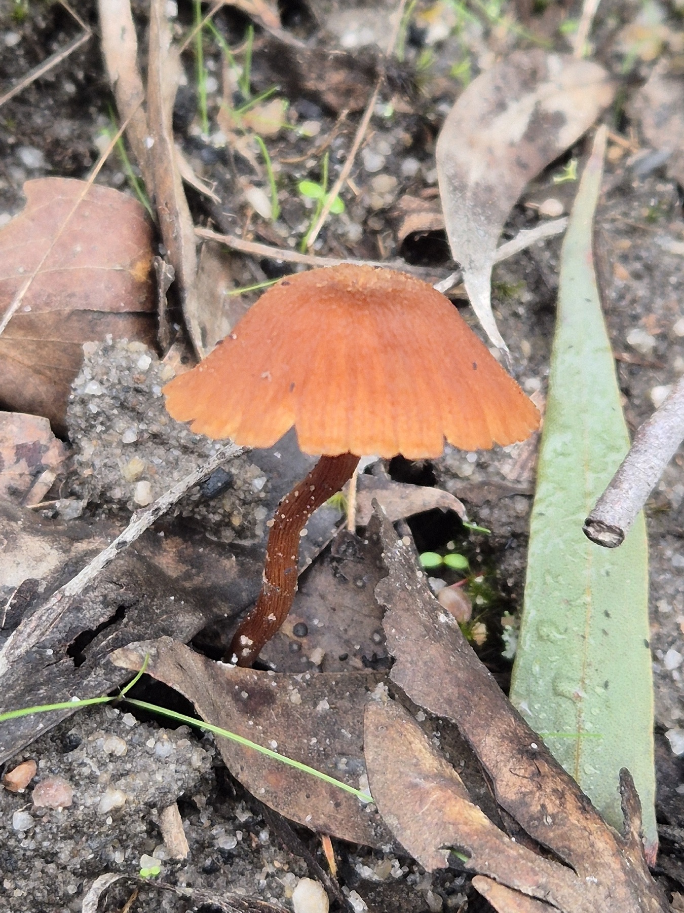 Laccaire strié (Laccaria fraterna)