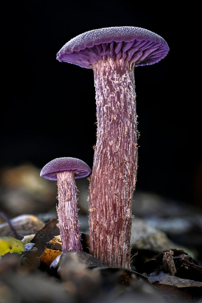 Laccaria amethysteo-occidentalis (Laccaria amethysteo-occidentalis)