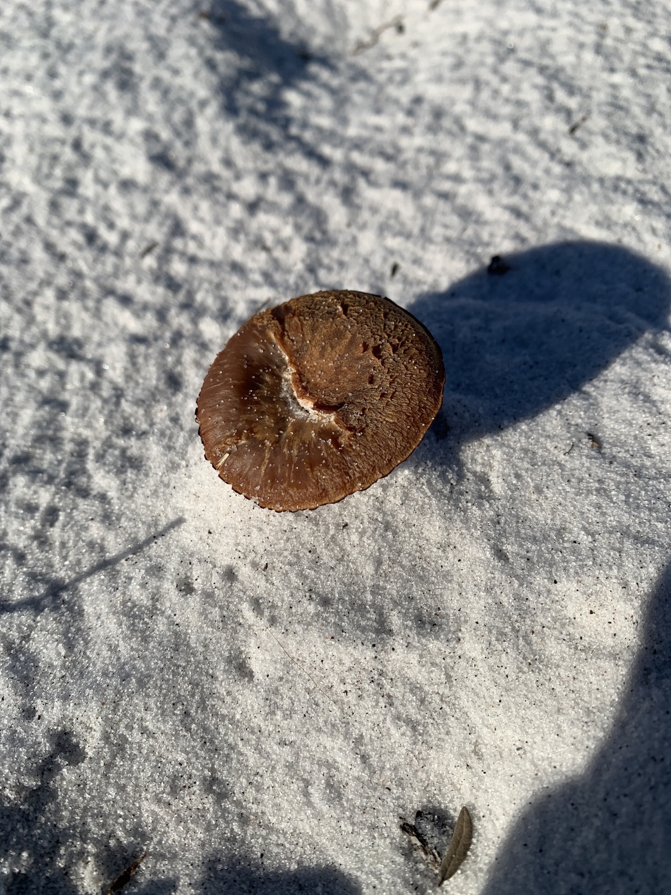 Laccaria trullissata (Laccaria trullissata)