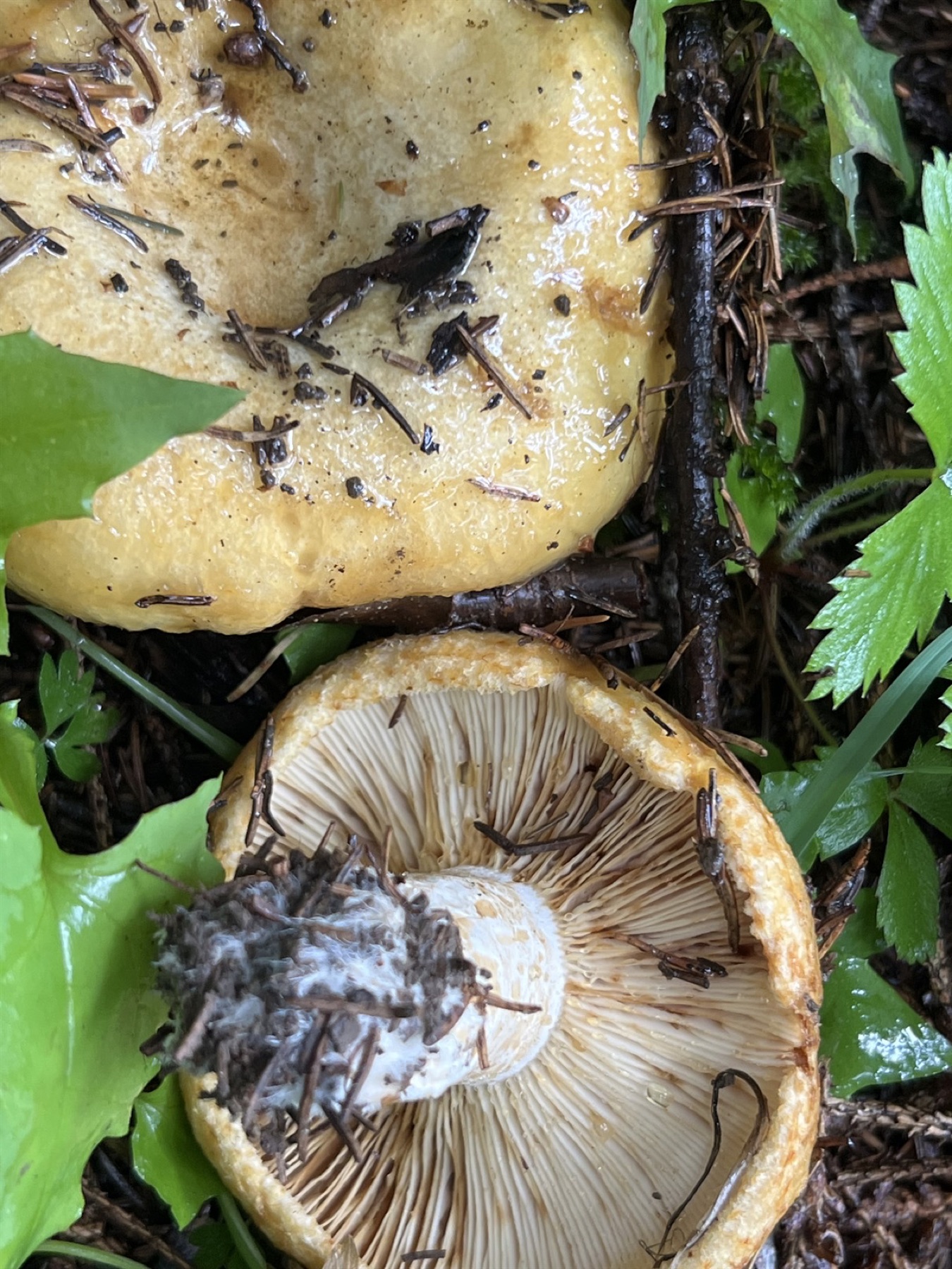 Lactaire à fossettes (Lactarius scrobiculatus)