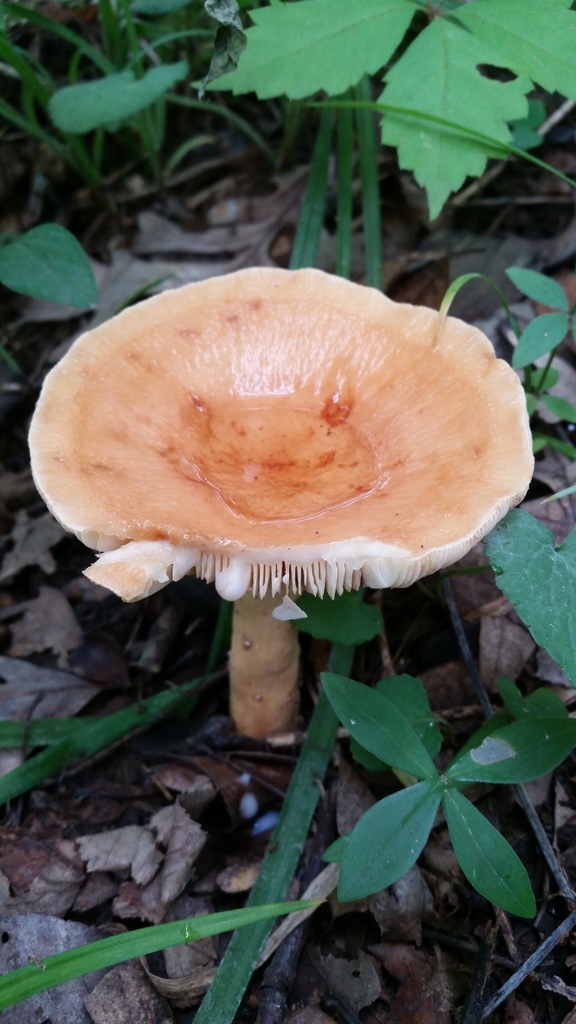 Lactaire à lait abondant (Lactifluus volemus)
