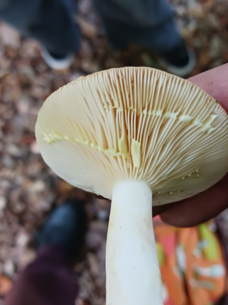Lactaire à lait jaune (Lactarius chrysorrheus)