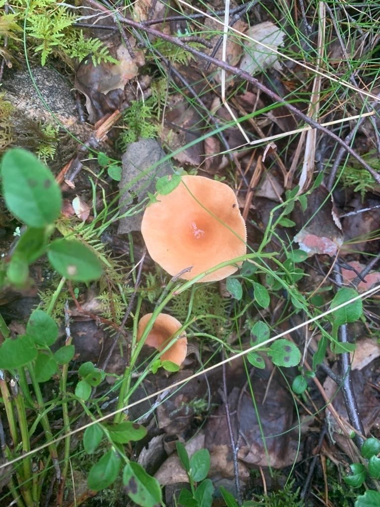 Lactaire à lait jaunissant (Lactarius tabidus)