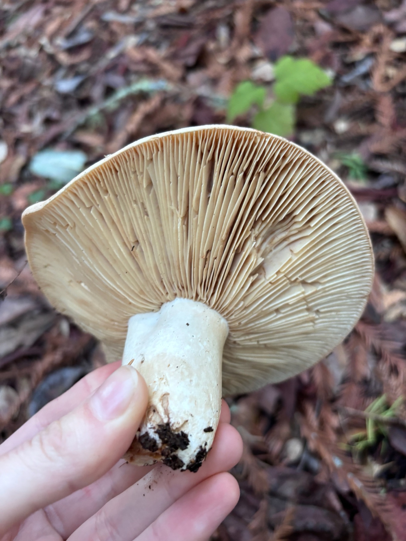 Lactaire à lames argilacées (Lactarius argillaceifolius)