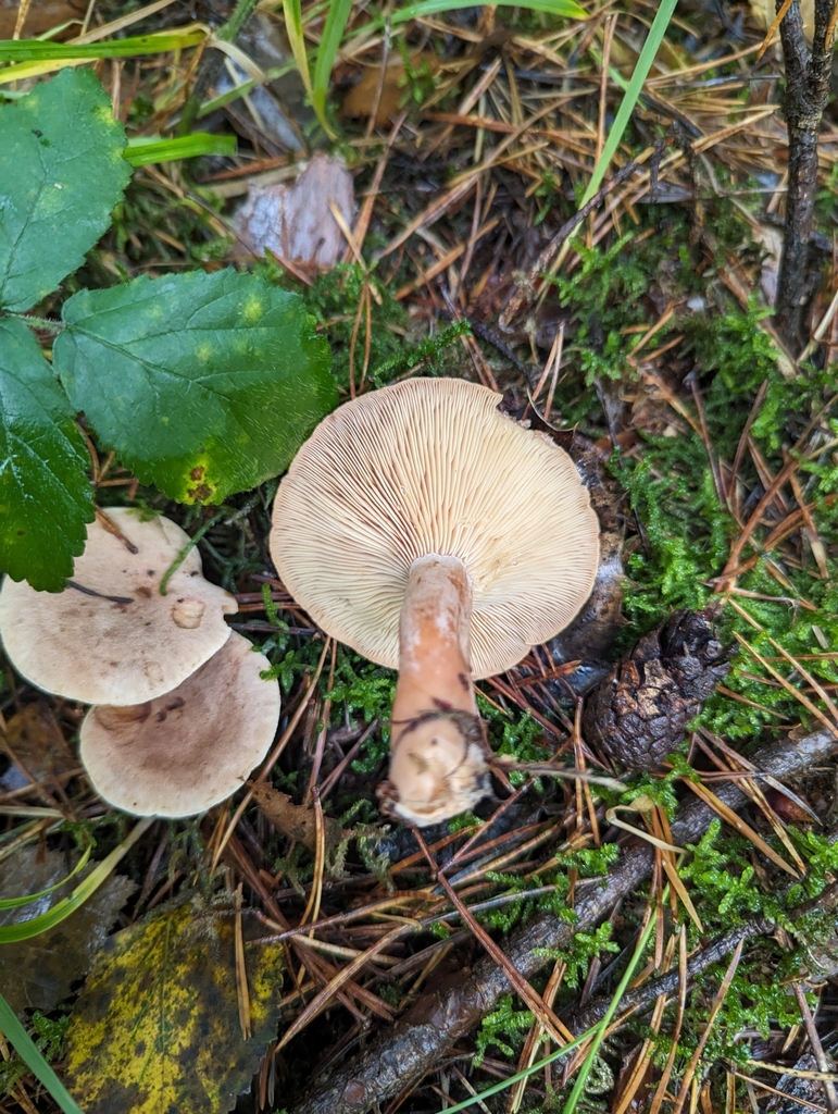 Lactaire à odeur de chicorée (Lactarius helvus)