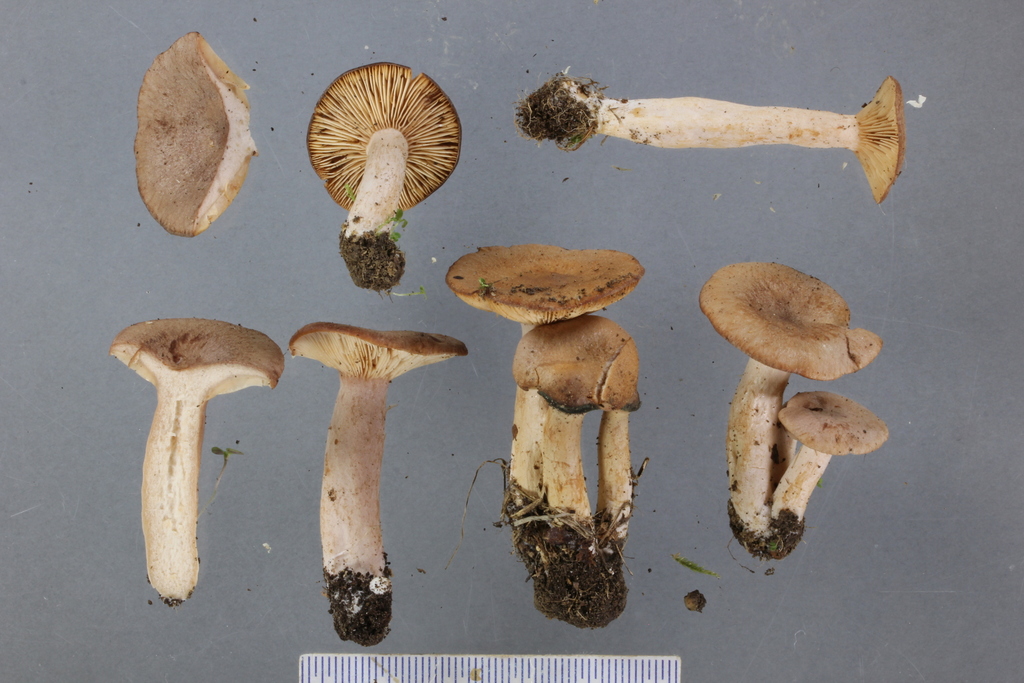 Lactaire à odeur de coco (Lactarius glyciosmus)