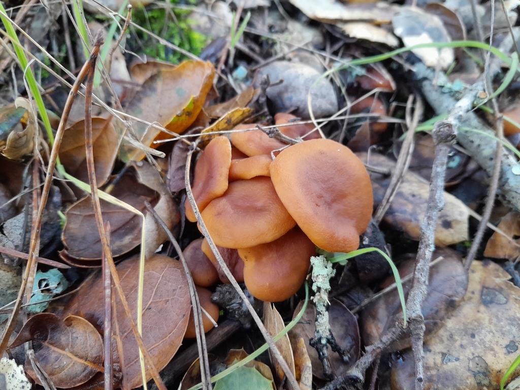 Lactaire à odeur de sirop d'érable (Lactarius rubidus)
