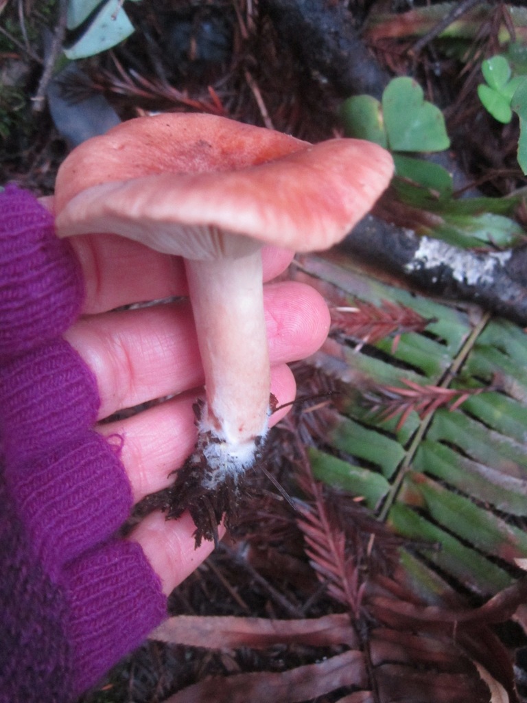 Lactaire à taches jaunes (Lactarius xanthogalactus)